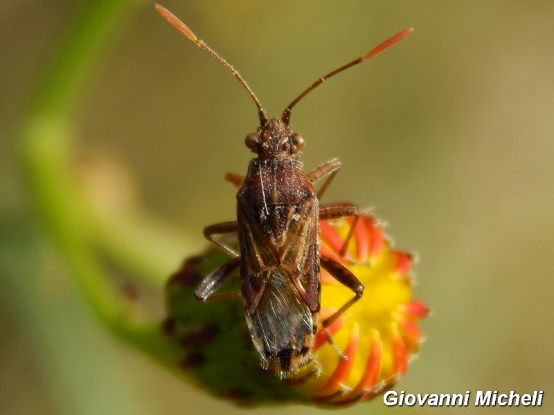 Rhopalidae: Stictopleurus cfr. abutilon